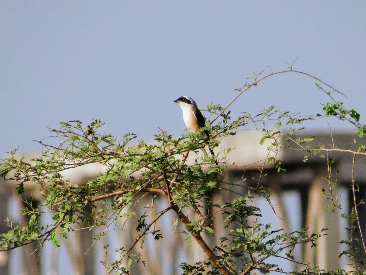 Bay-backed Shrike - ML623831039