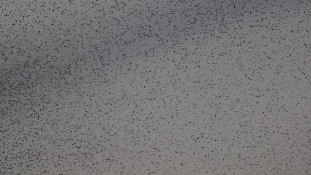 Tree Swallow - ML623831136
