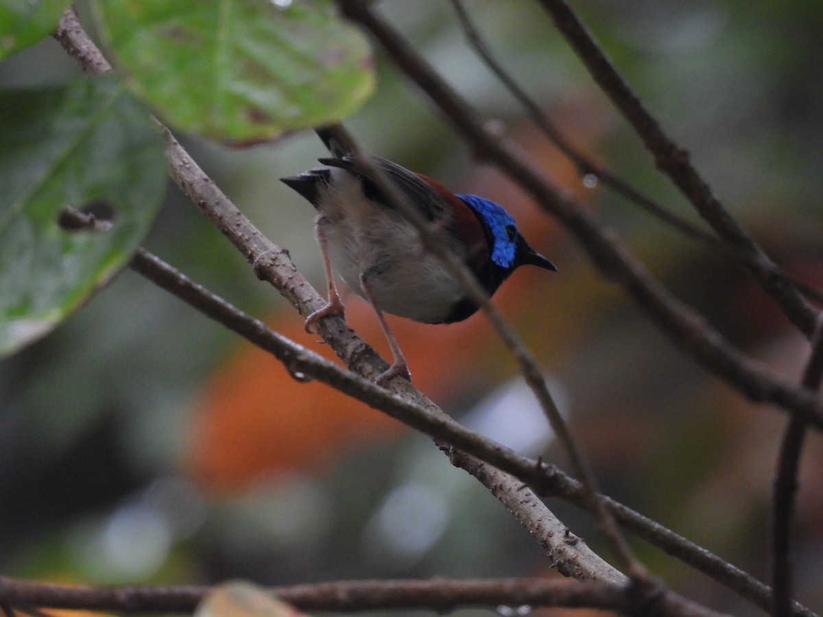 Lovely Fairywren - ML623831141