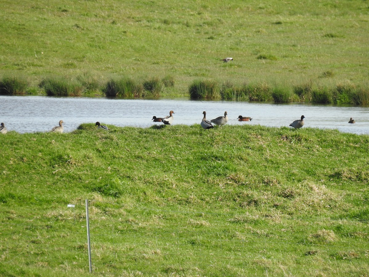 Canard à crinière - ML623831147