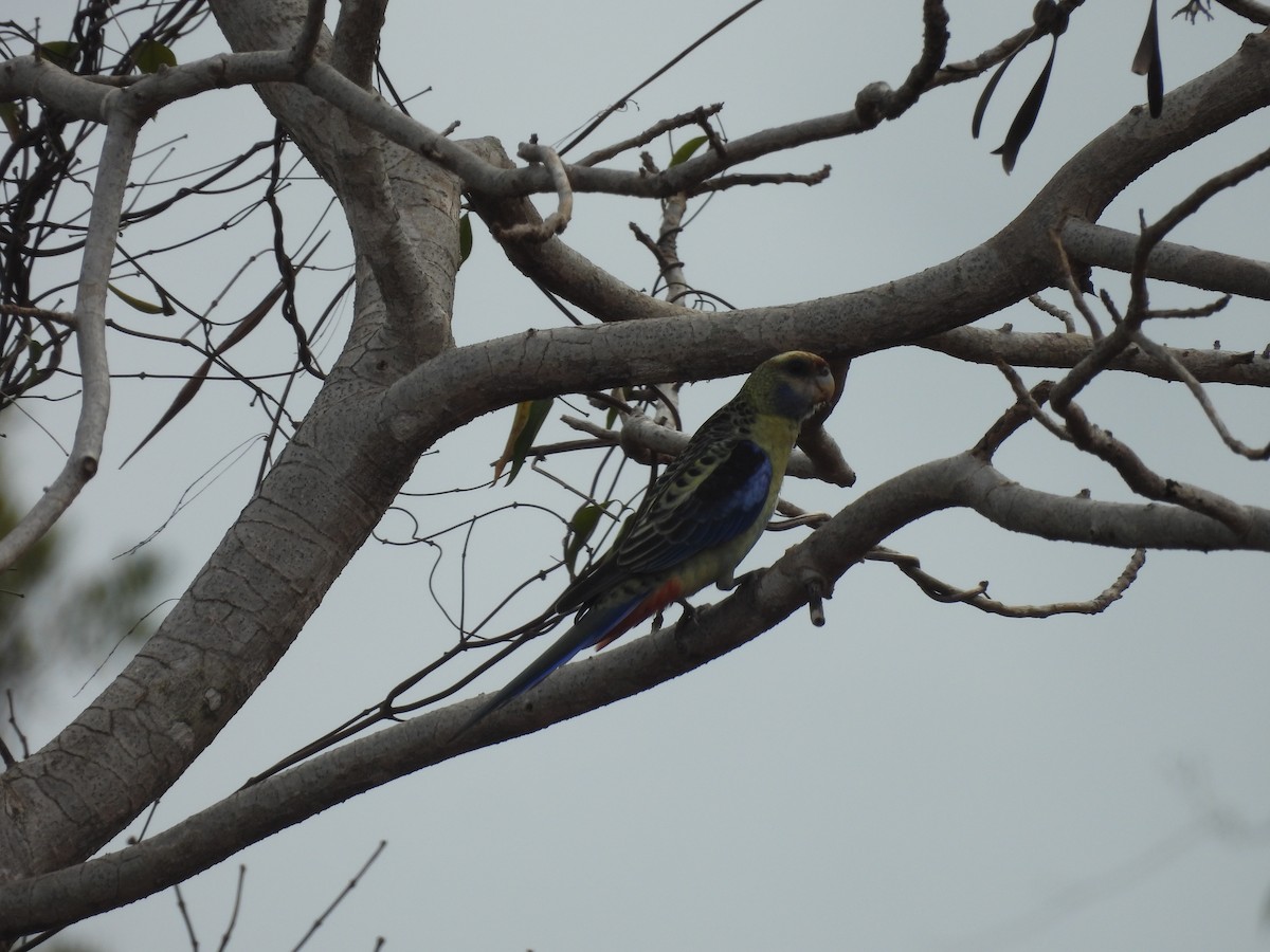 Pale-headed Rosella - ML623831150