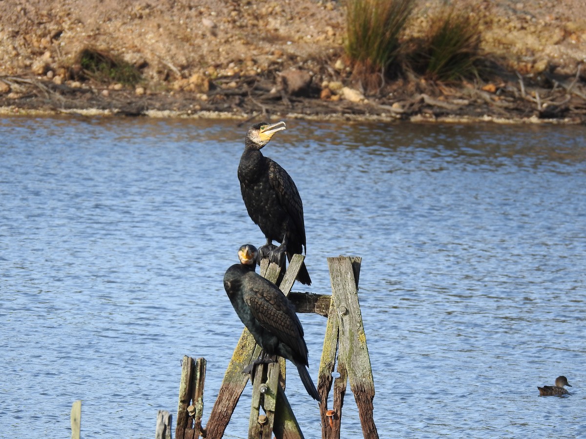 Great Cormorant - sharon dodd