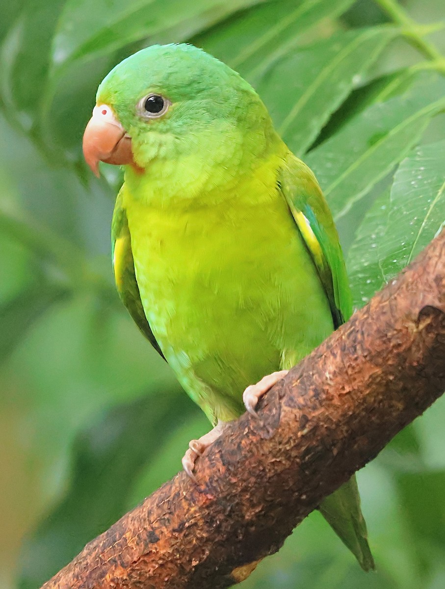 Orange-chinned Parakeet - ML623831174