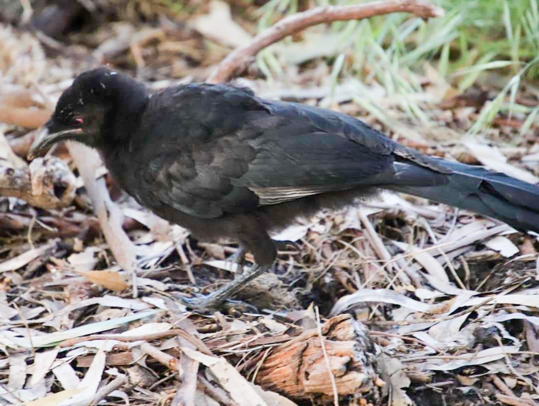 White-winged Chough - ML623831183