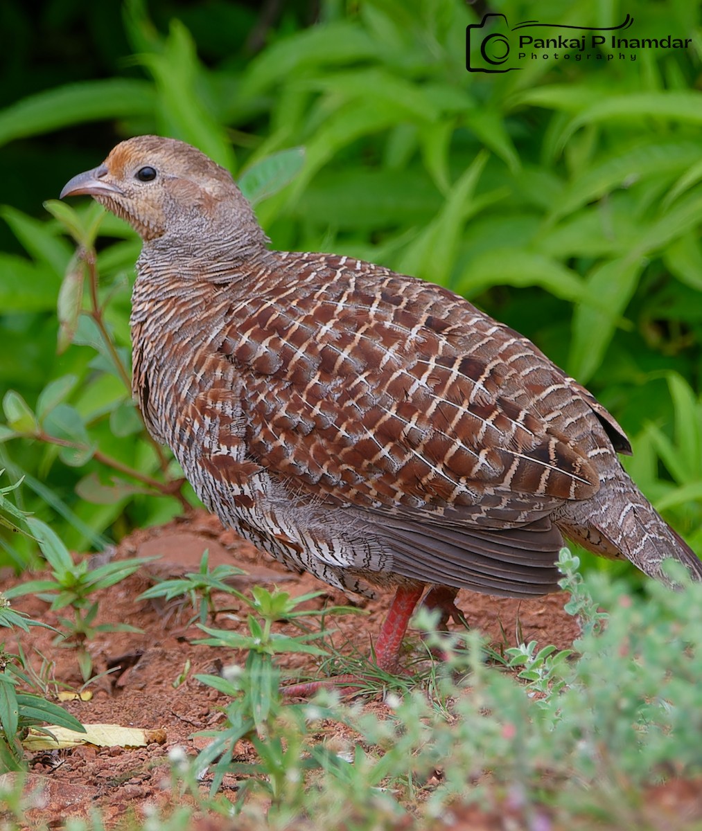 Gray Francolin - ML623831188