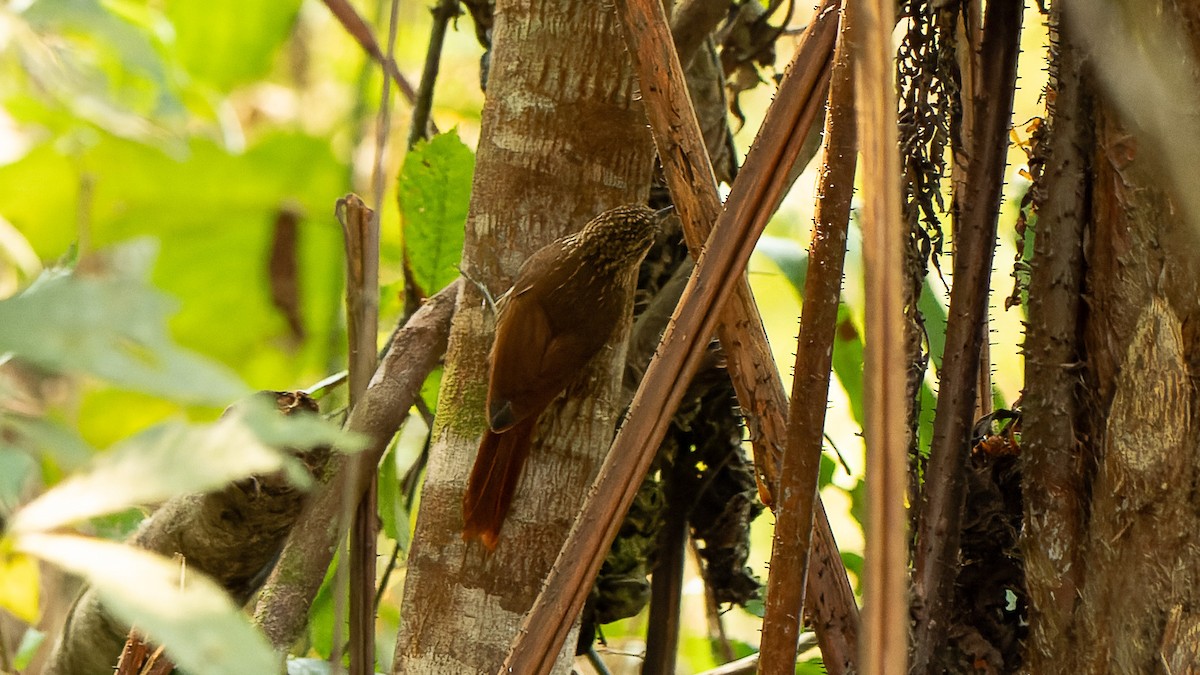 Lesser Woodcreeper - ML623831192