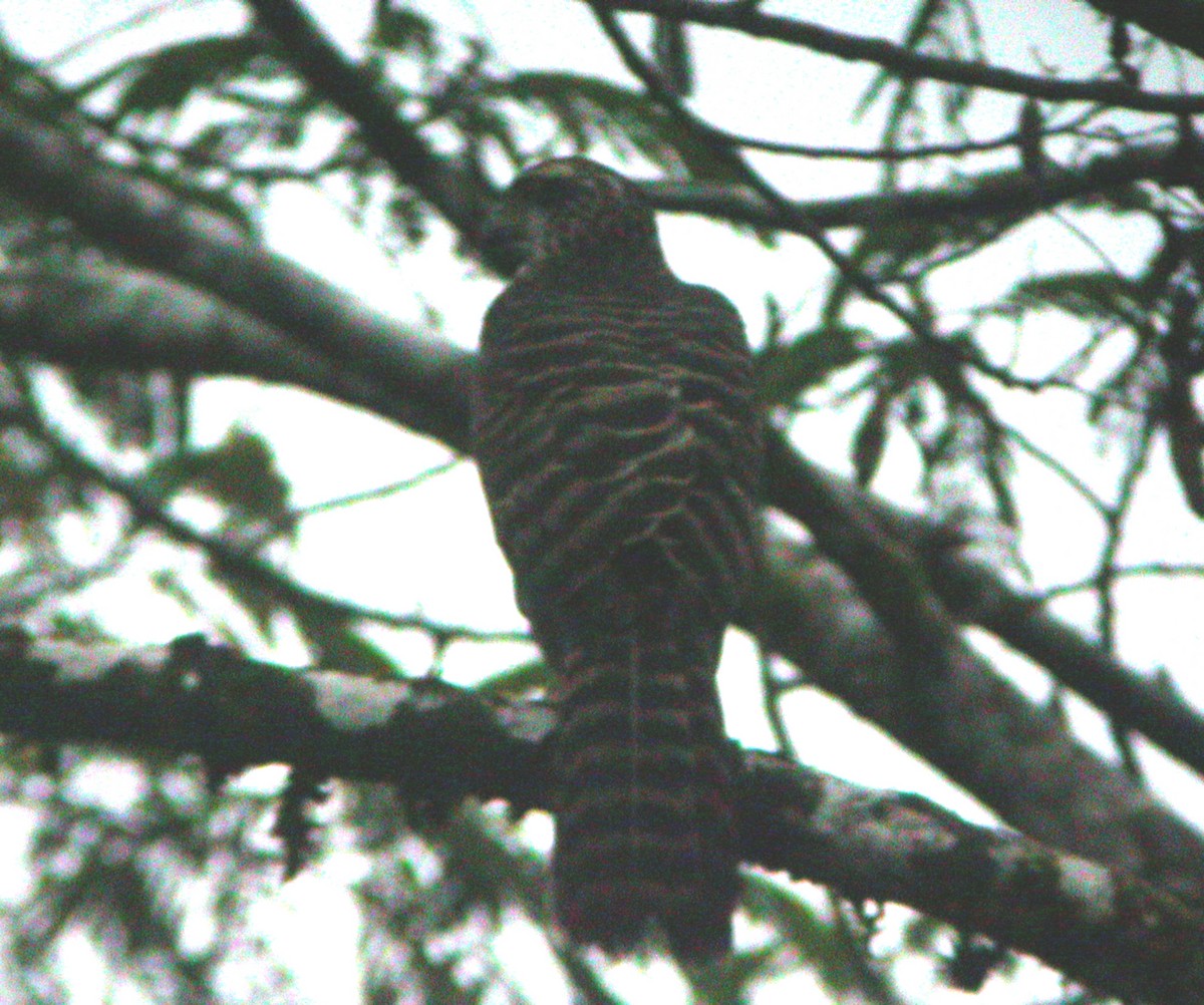 Doria's Goshawk - ML623831193