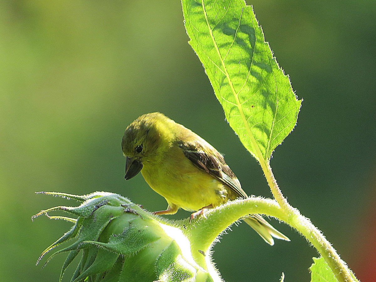 American Goldfinch - ML623831194