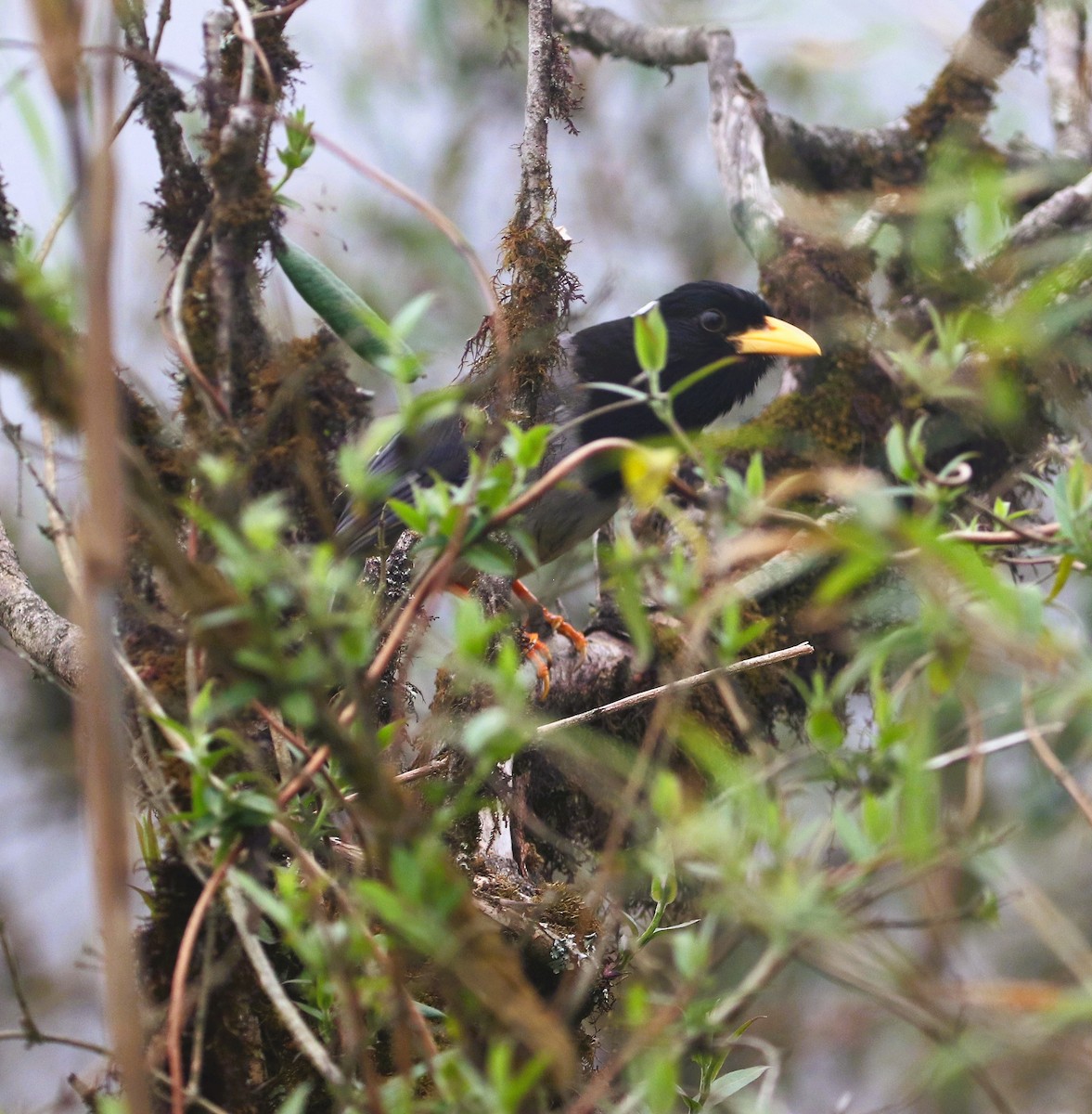 Yellow-billed Blue-Magpie - ML623831196