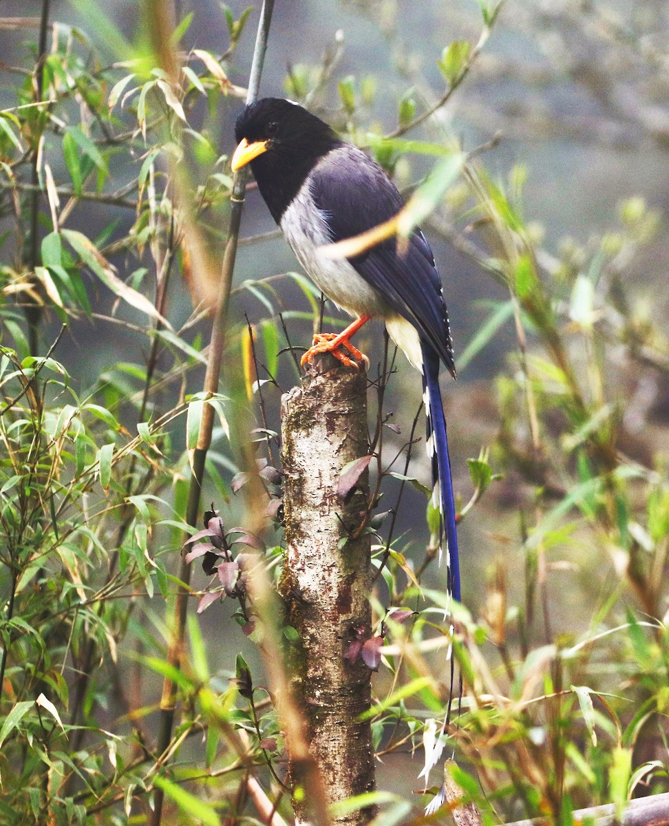 Yellow-billed Blue-Magpie - ML623831197