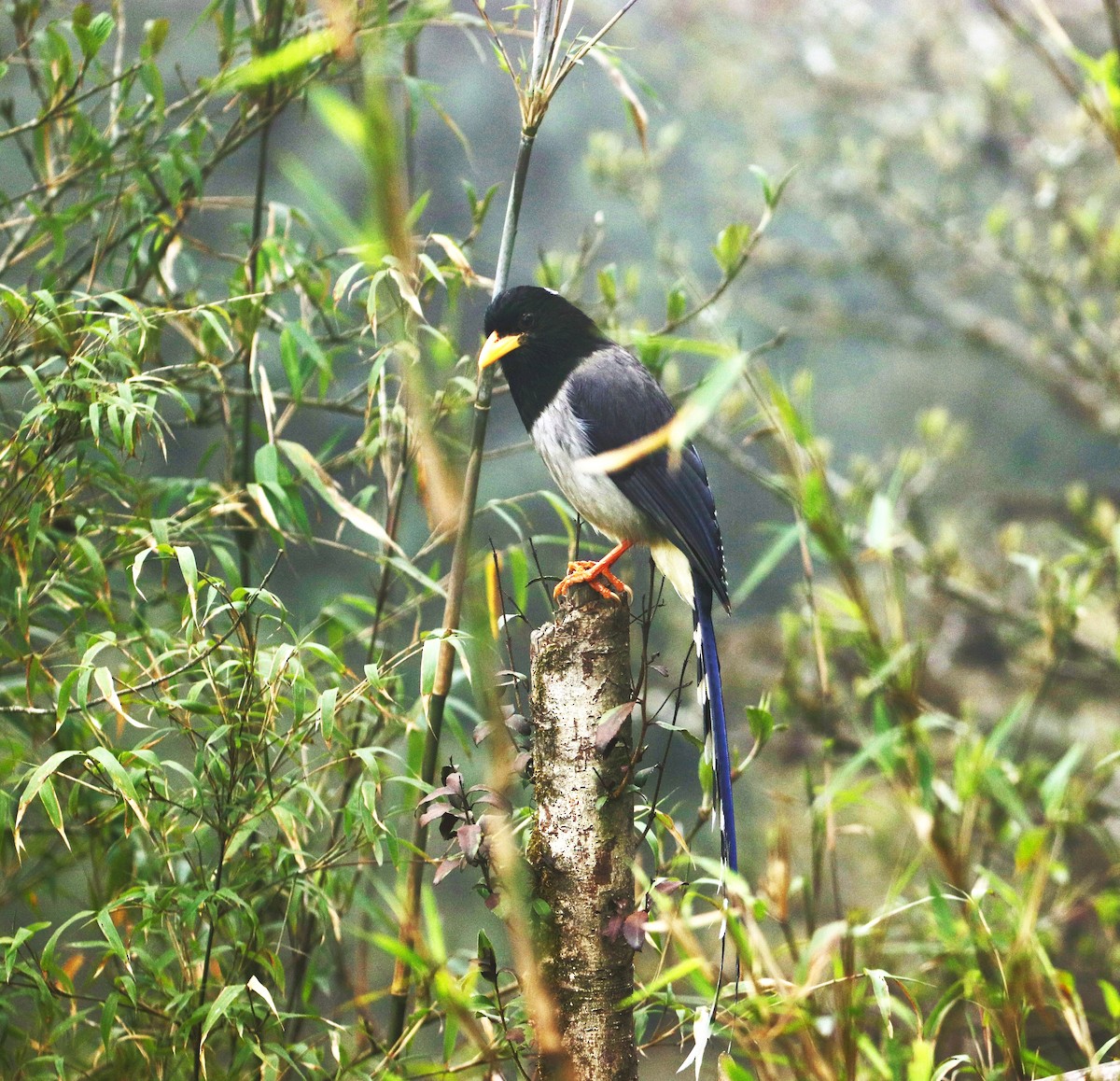 Yellow-billed Blue-Magpie - ML623831198