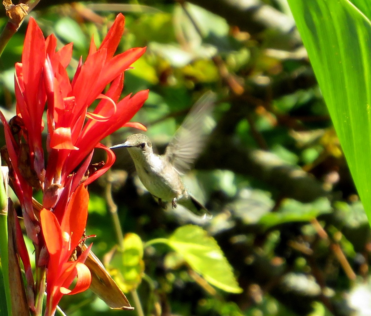 Ruby-throated Hummingbird - ML623831206