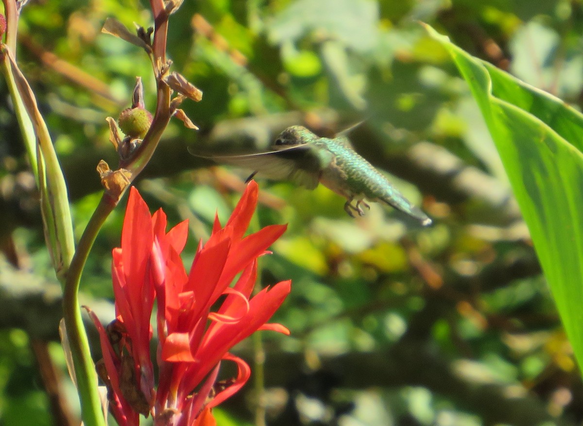 Ruby-throated Hummingbird - ML623831208