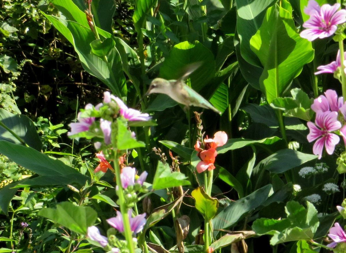 Ruby-throated Hummingbird - ML623831209