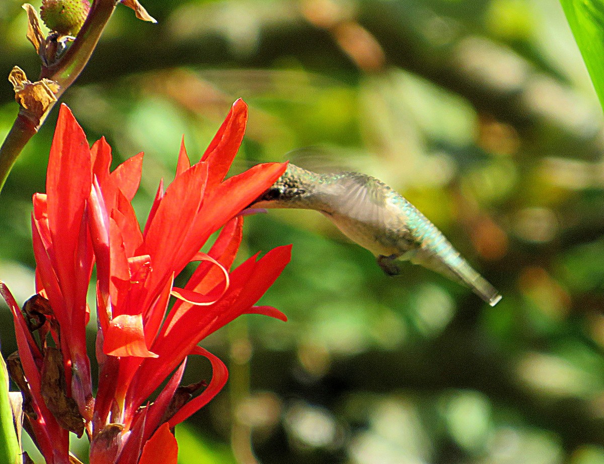 Ruby-throated Hummingbird - Marianne Friers