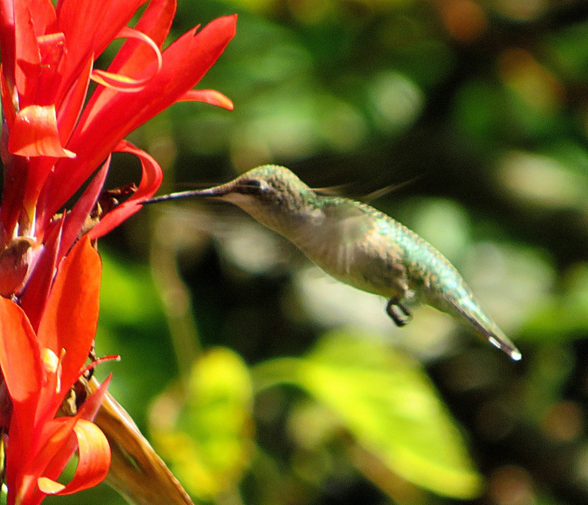 Colibrí Gorjirrubí - ML623831211