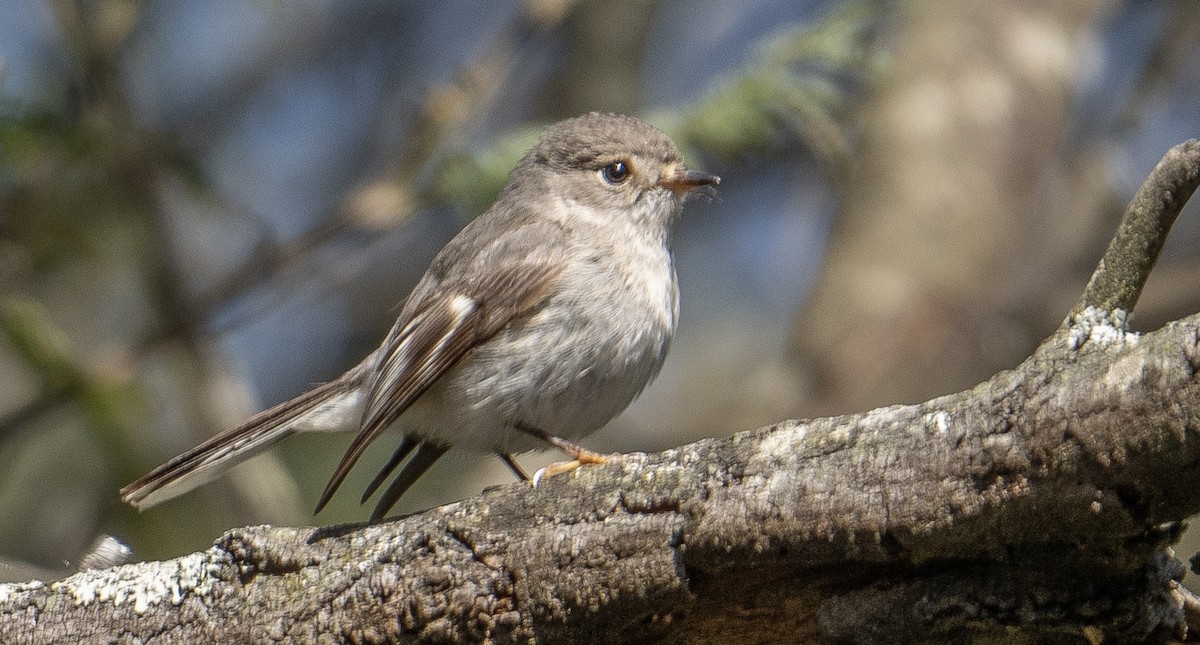 Rose Robin - ML623831212