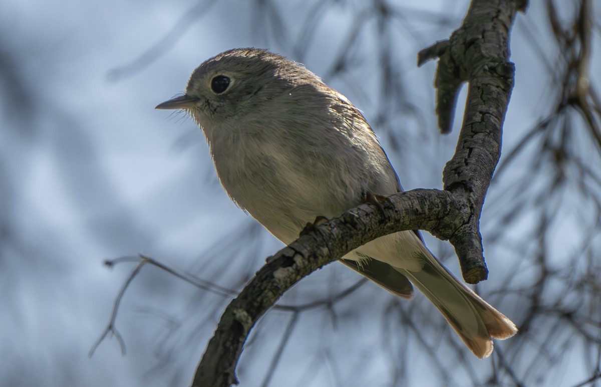 Rose Robin - ML623831213