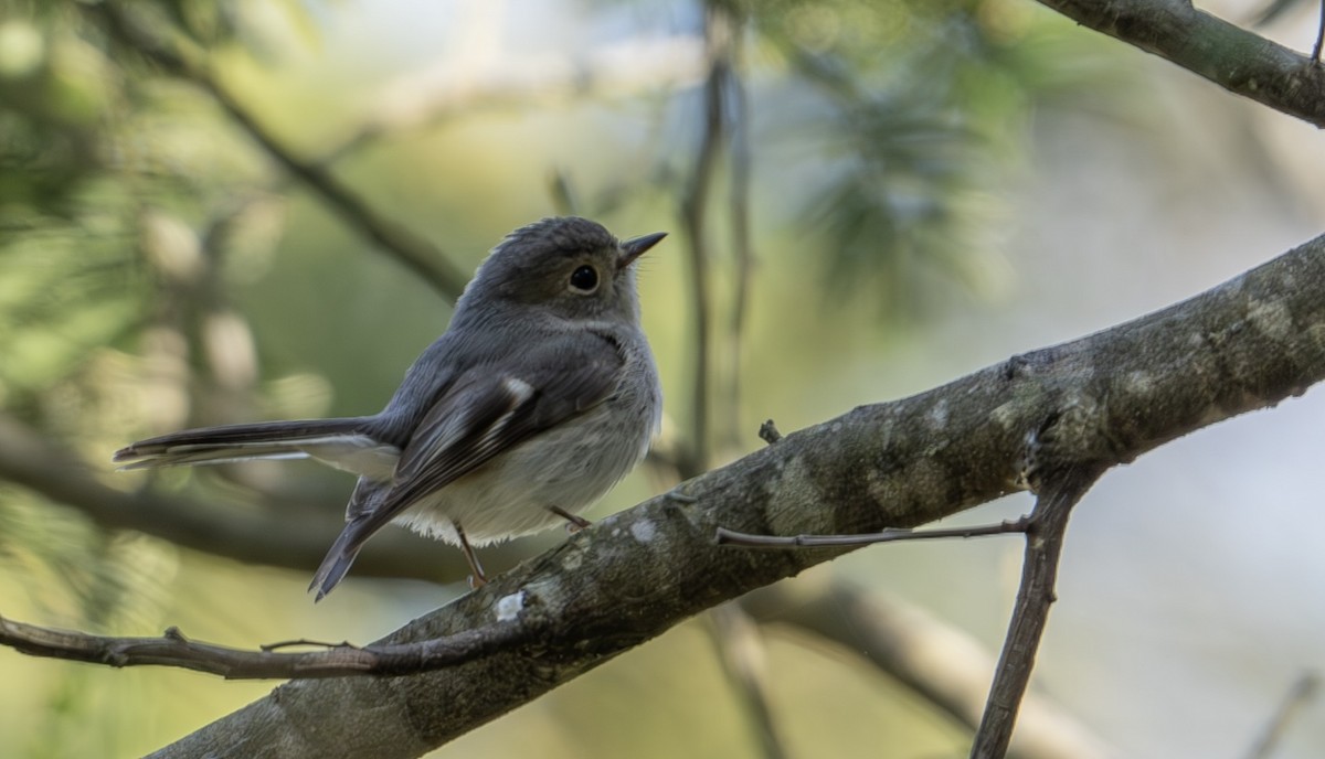 Rose Robin - ML623831214