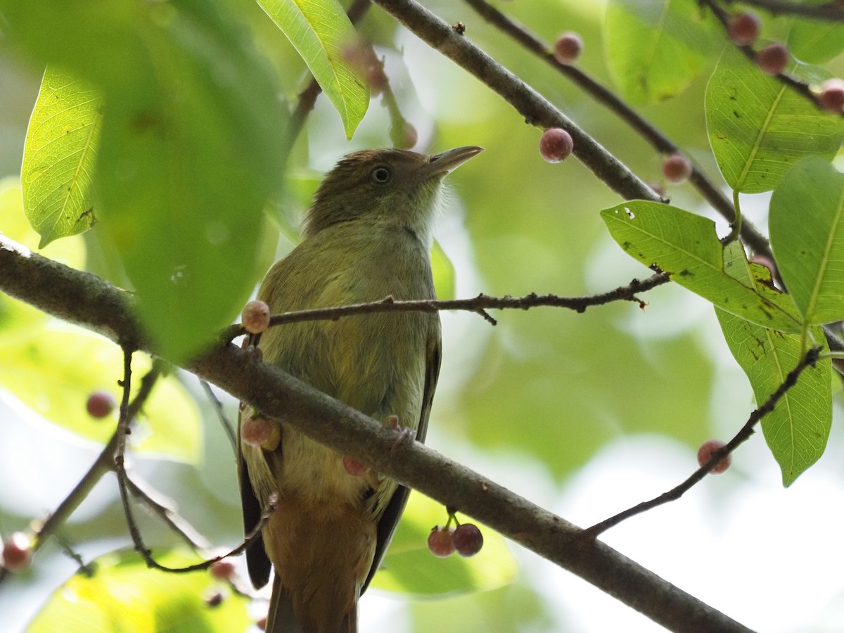 Olive Bulbul - Bahtiyar Kurt