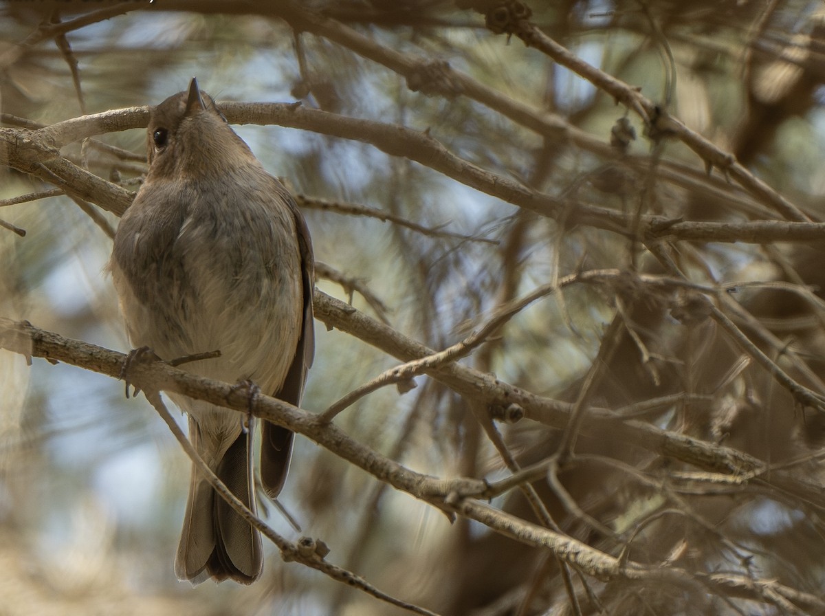 Pink Robin - ML623831218