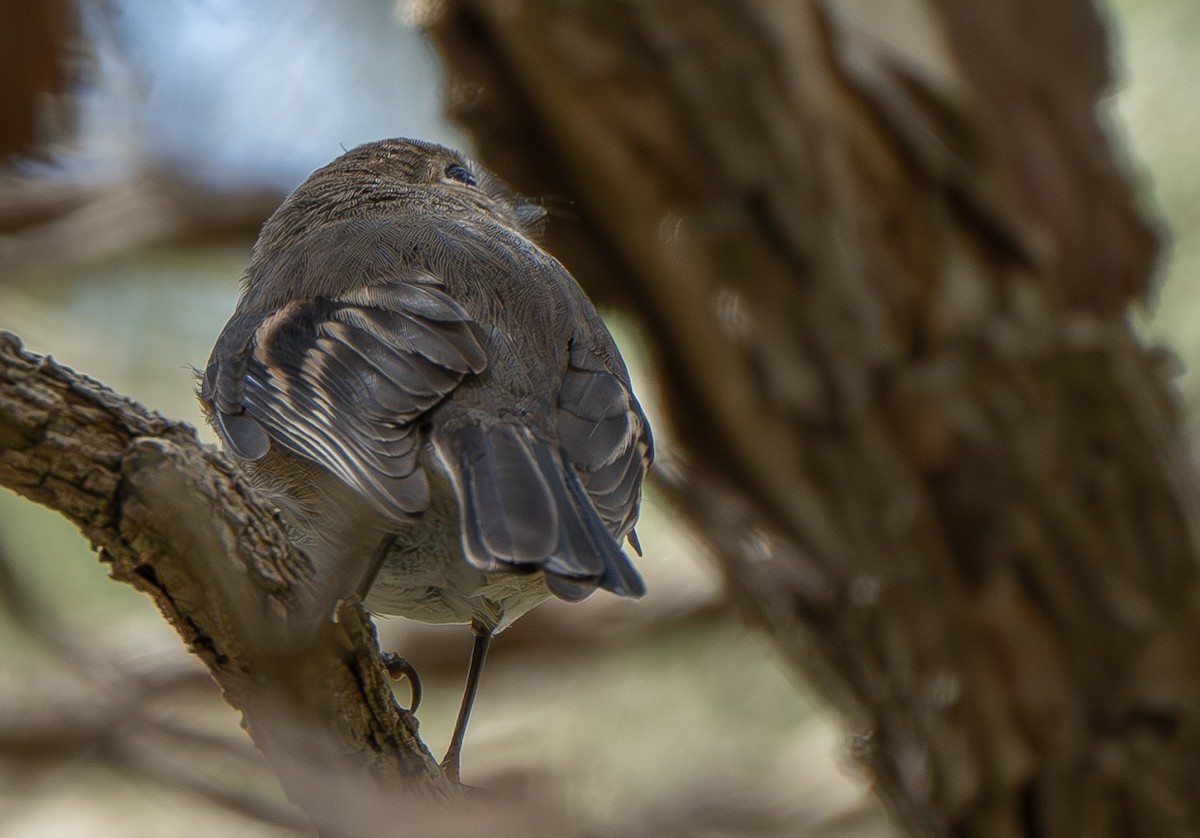 Pink Robin - ML623831219