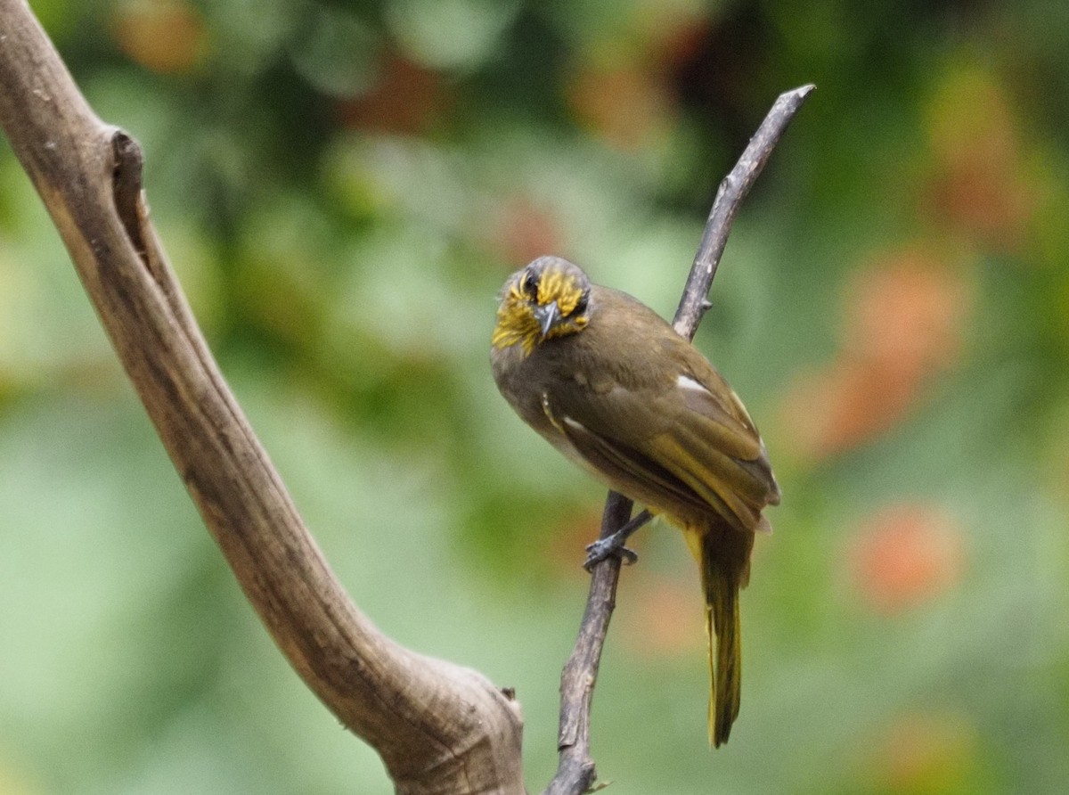 Stripe-throated Bulbul - ML623831221