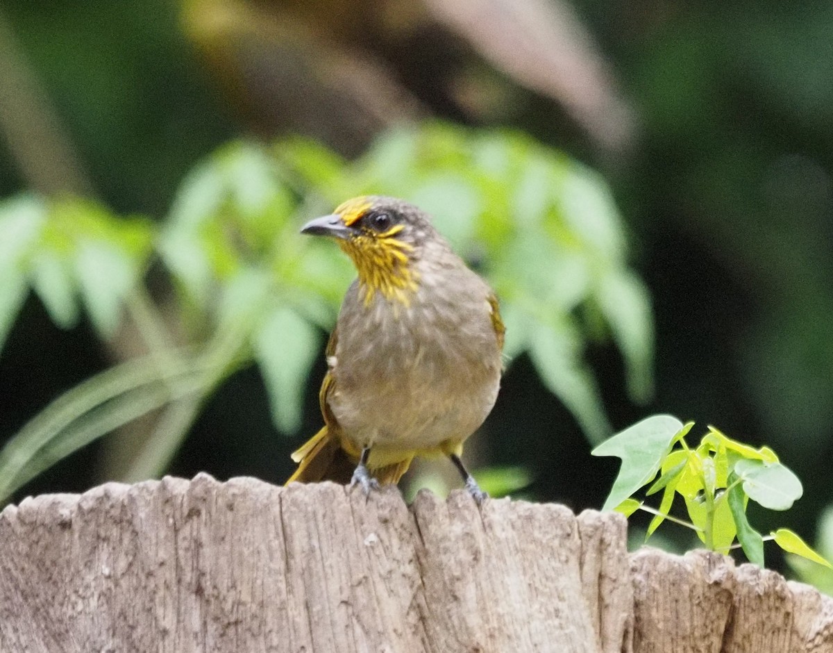 Stripe-throated Bulbul - ML623831222