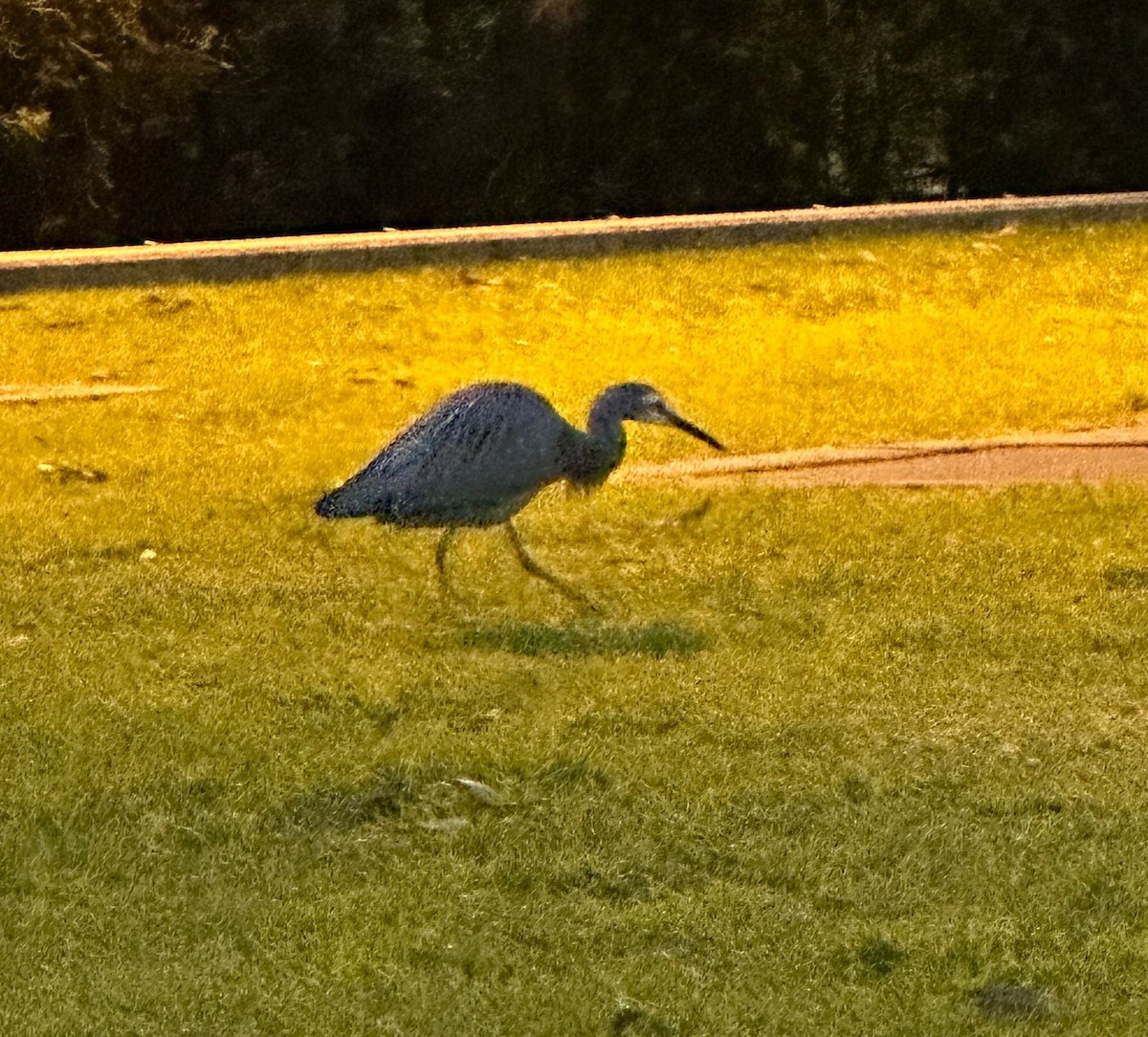 White-faced Heron - ML623831223