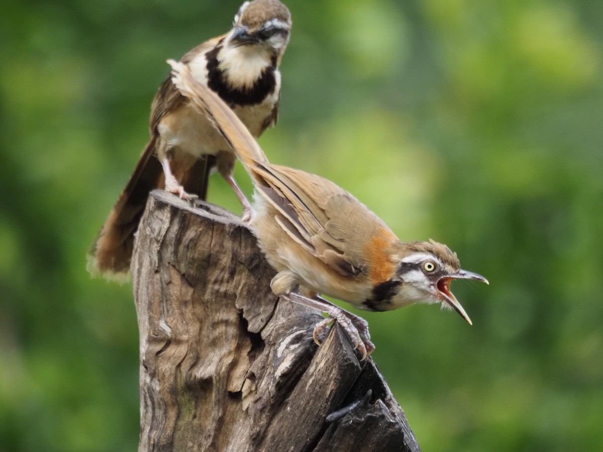 Greater Necklaced Laughingthrush - ML623831224