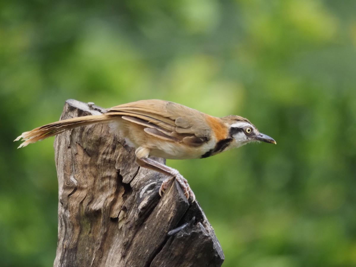 Greater Necklaced Laughingthrush - ML623831225