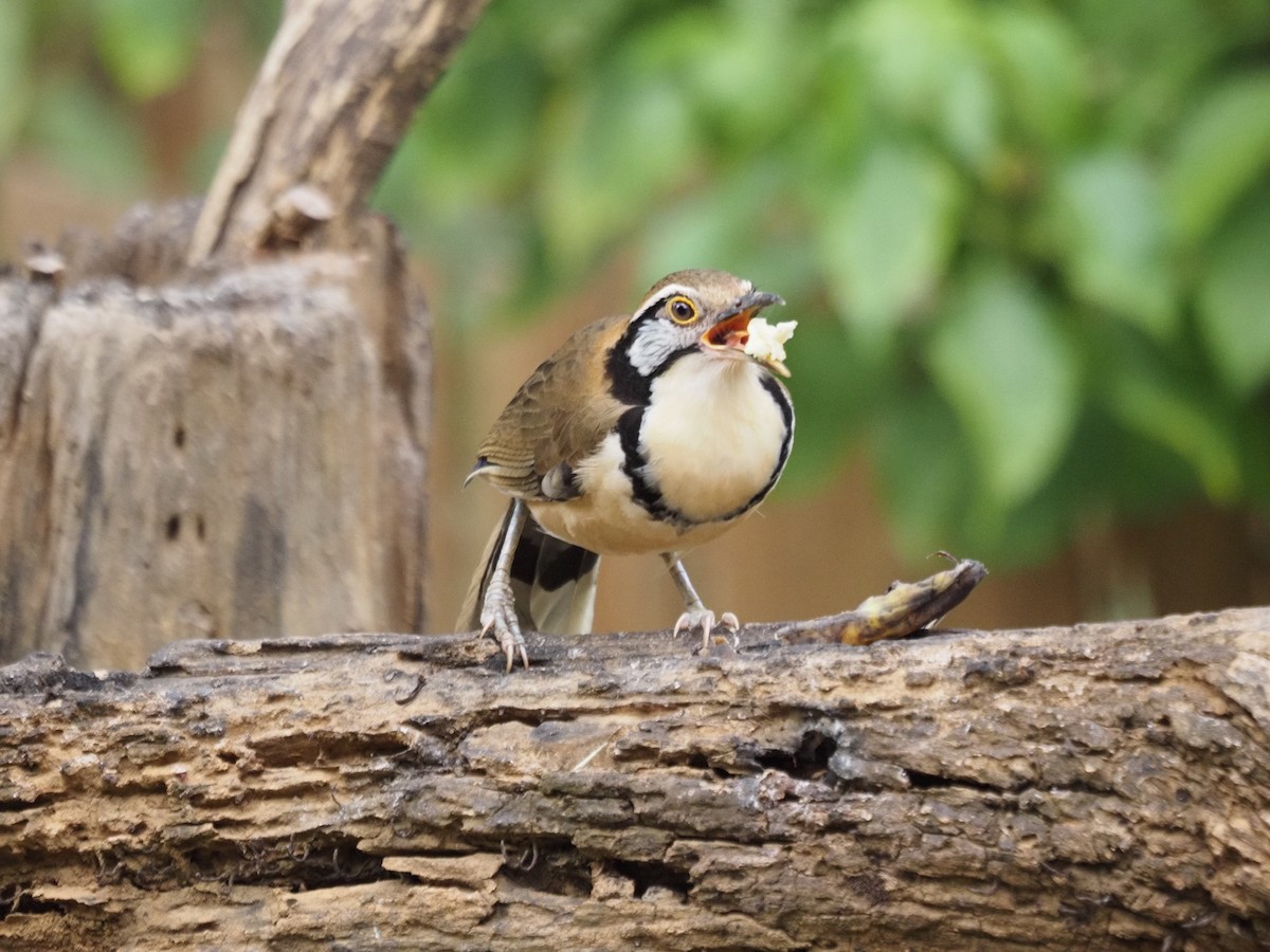 Greater Necklaced Laughingthrush - ML623831226