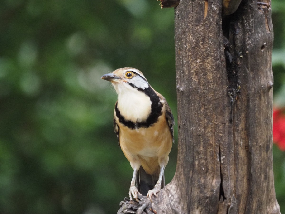 Greater Necklaced Laughingthrush - Bahtiyar Kurt