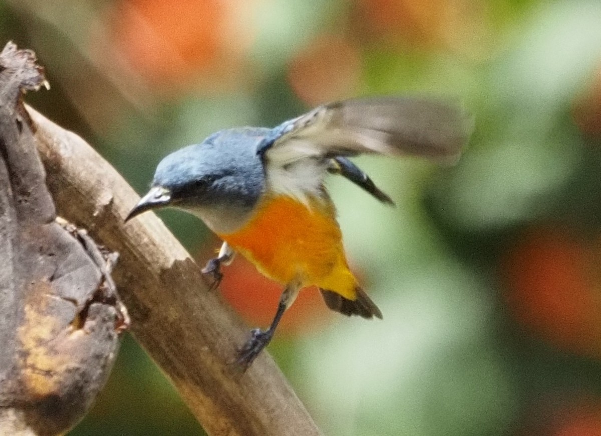 Orange-bellied Flowerpecker - ML623831229