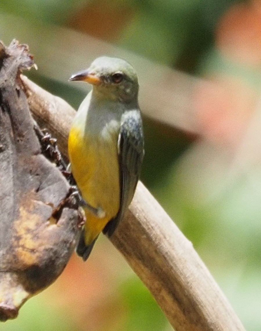 Orange-bellied Flowerpecker - ML623831230