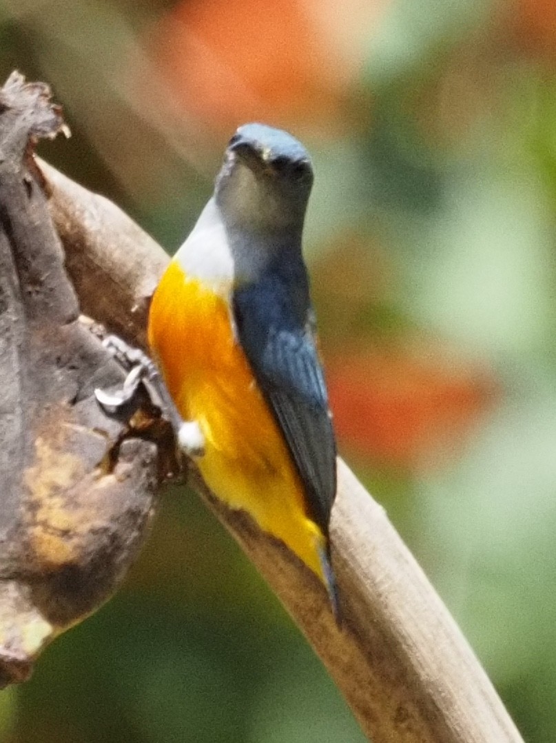 Orange-bellied Flowerpecker - ML623831231