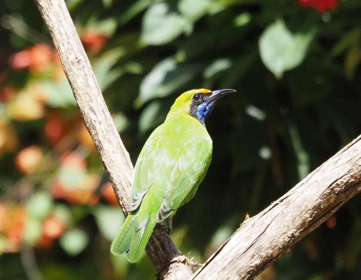 Golden-fronted Leafbird - ML623831232