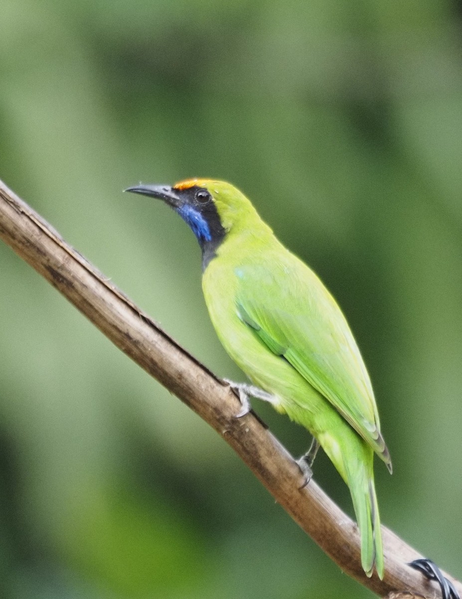 Golden-fronted Leafbird - ML623831233