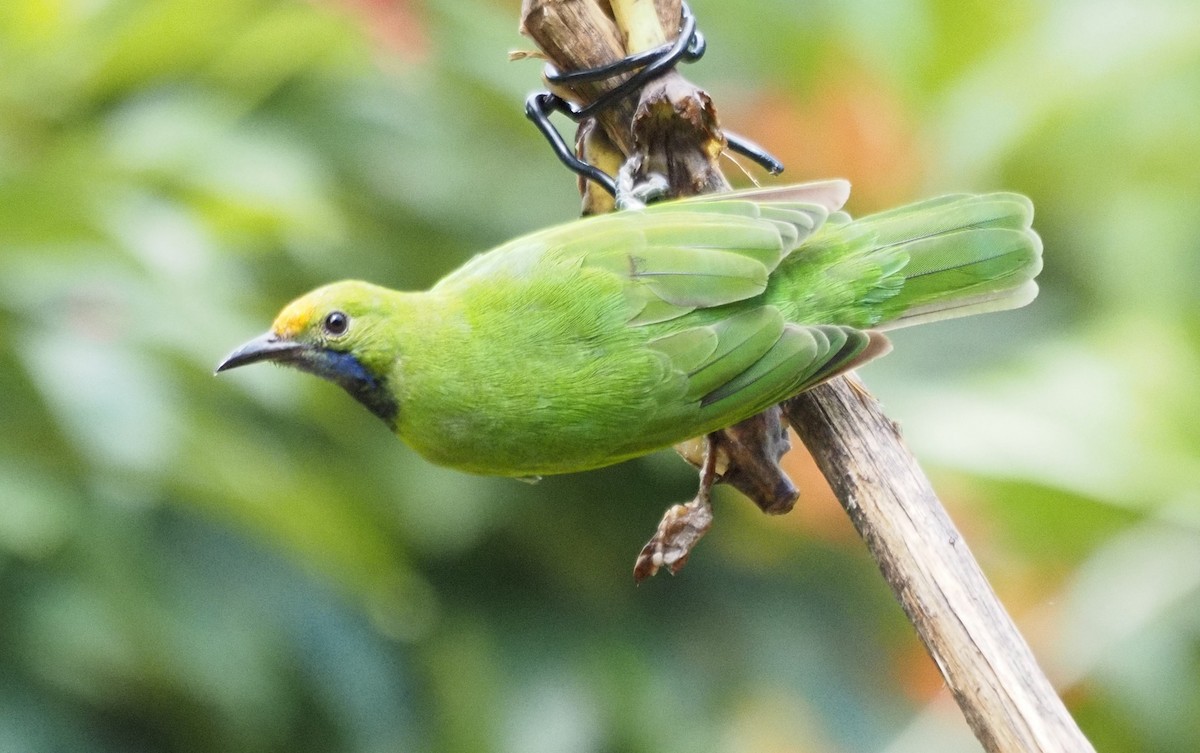 Golden-fronted Leafbird - ML623831234