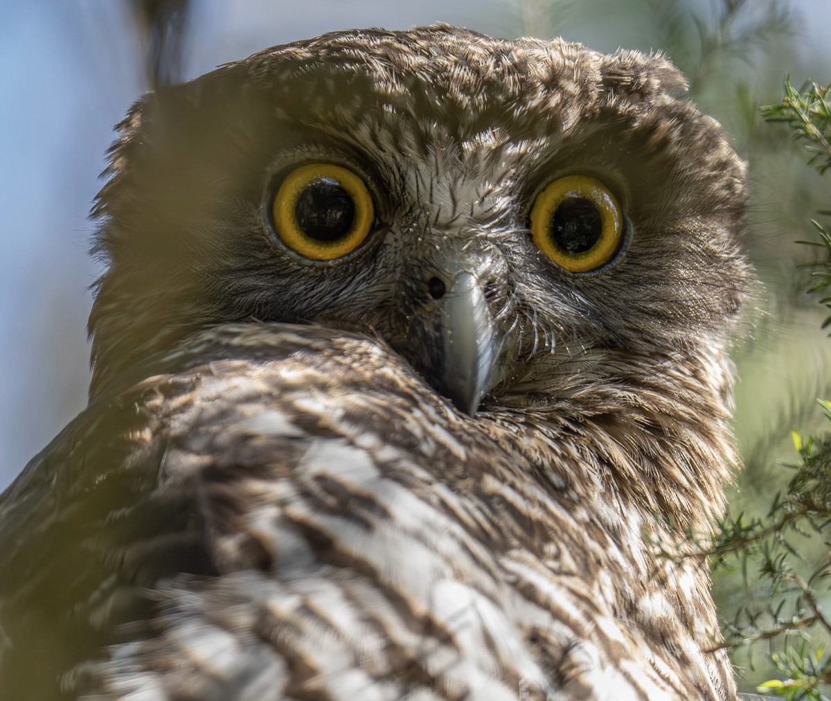 Powerful Owl - ML623831240