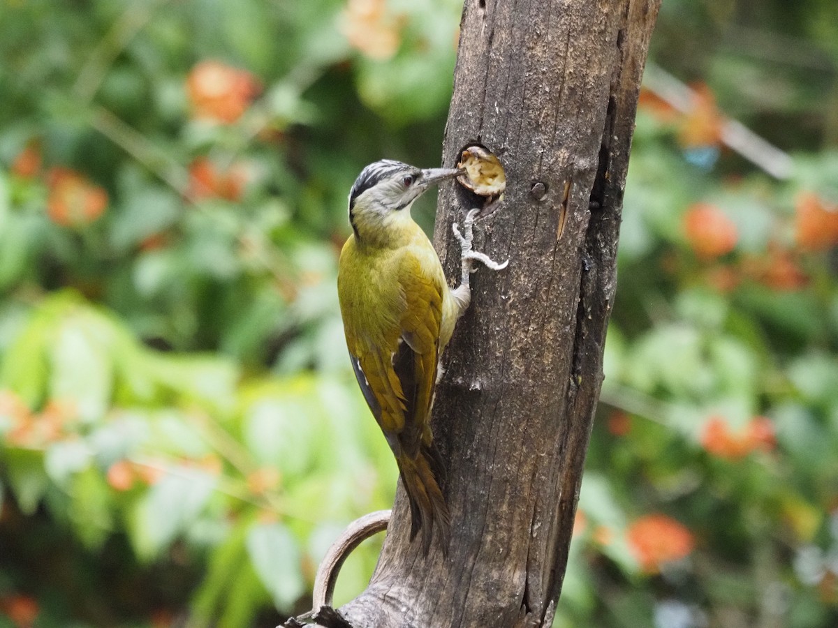 Gray-headed Woodpecker - ML623831246