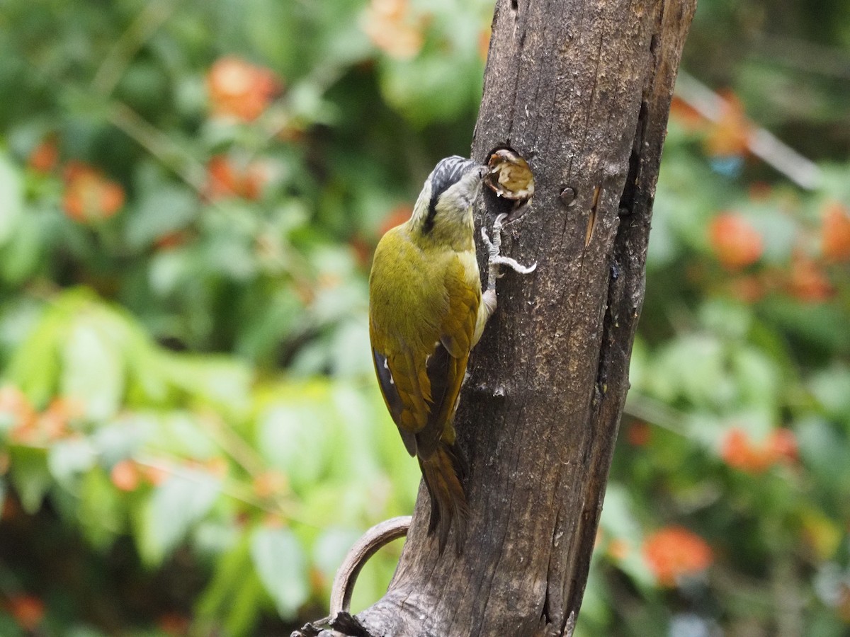 Gray-headed Woodpecker - ML623831247