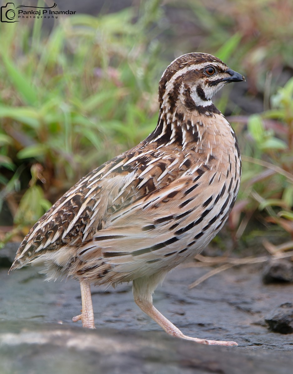 Rain Quail - ML623831258