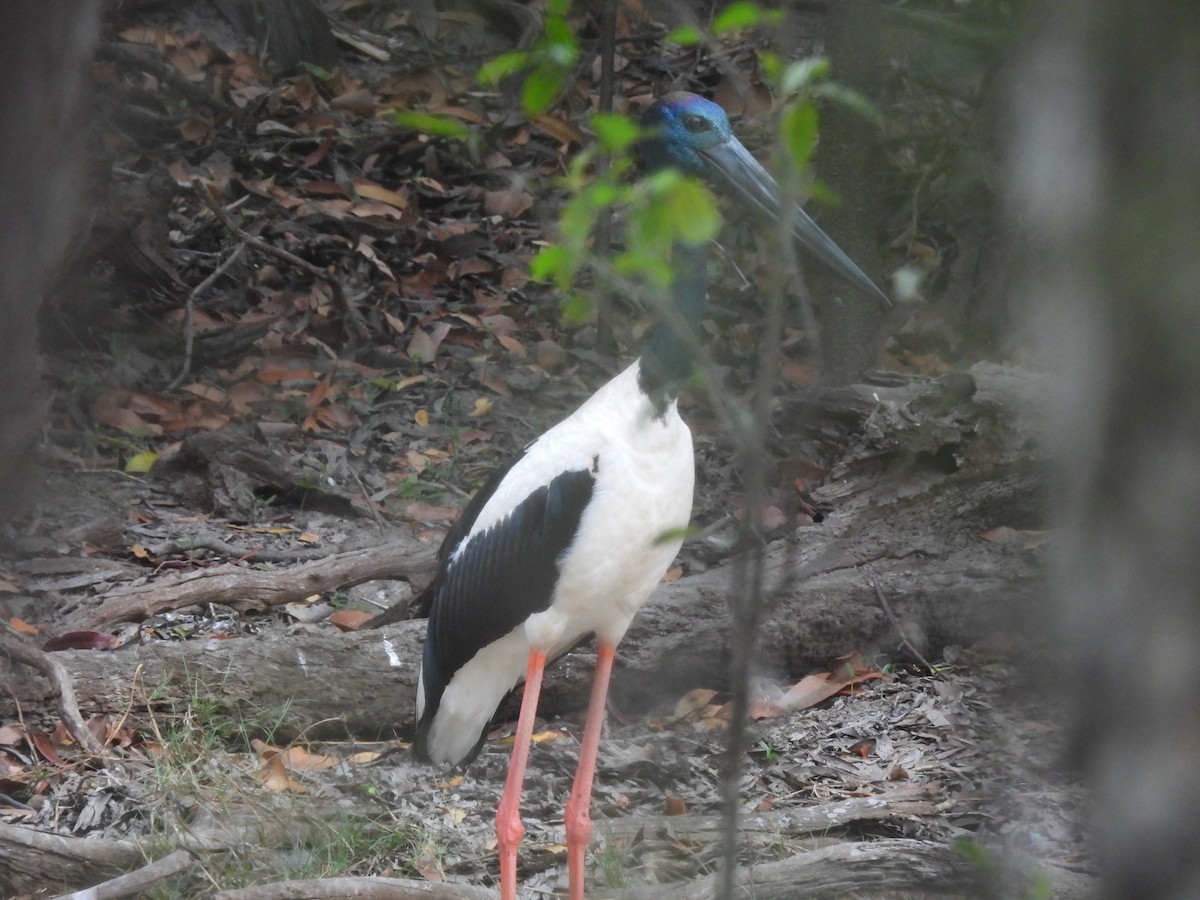 Black-necked Stork - ML623831264