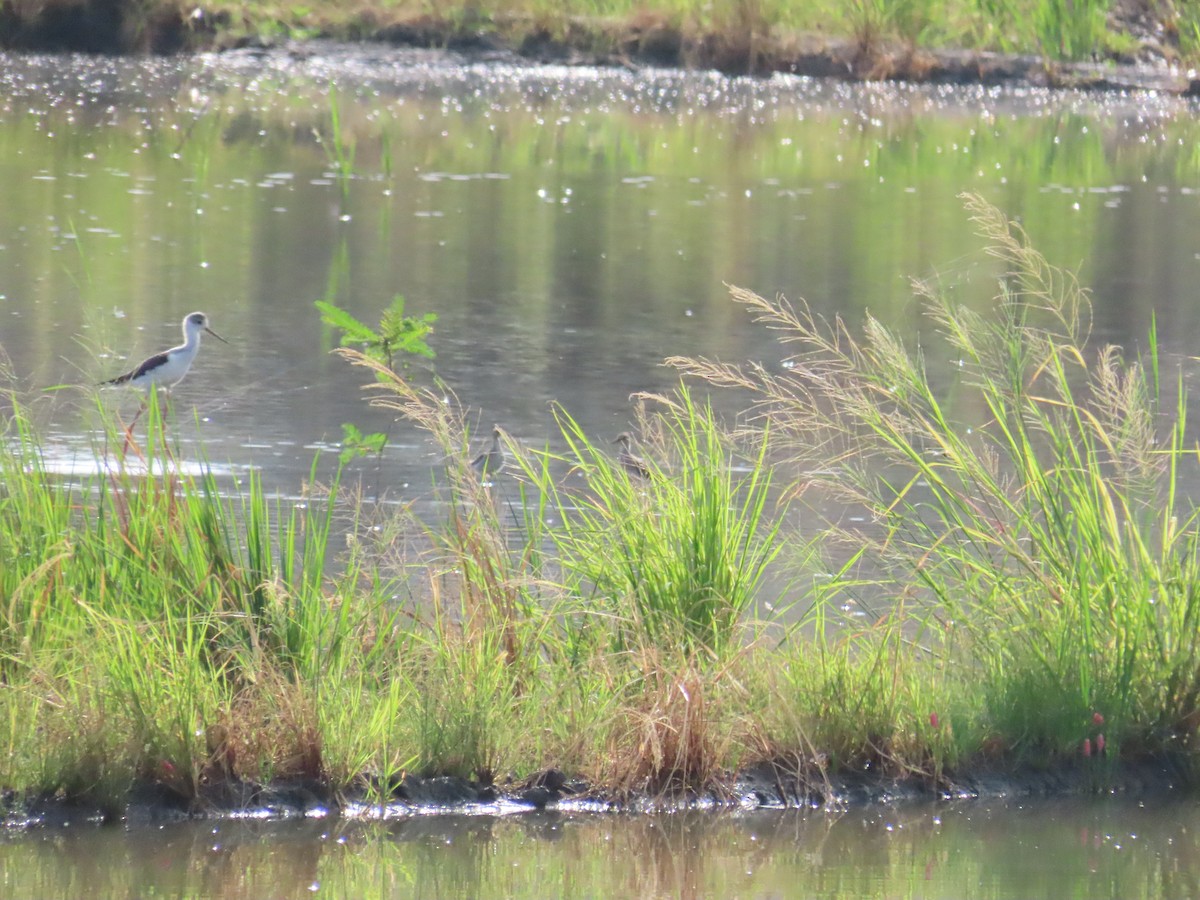 Black-winged Stilt - 韋勳 陳