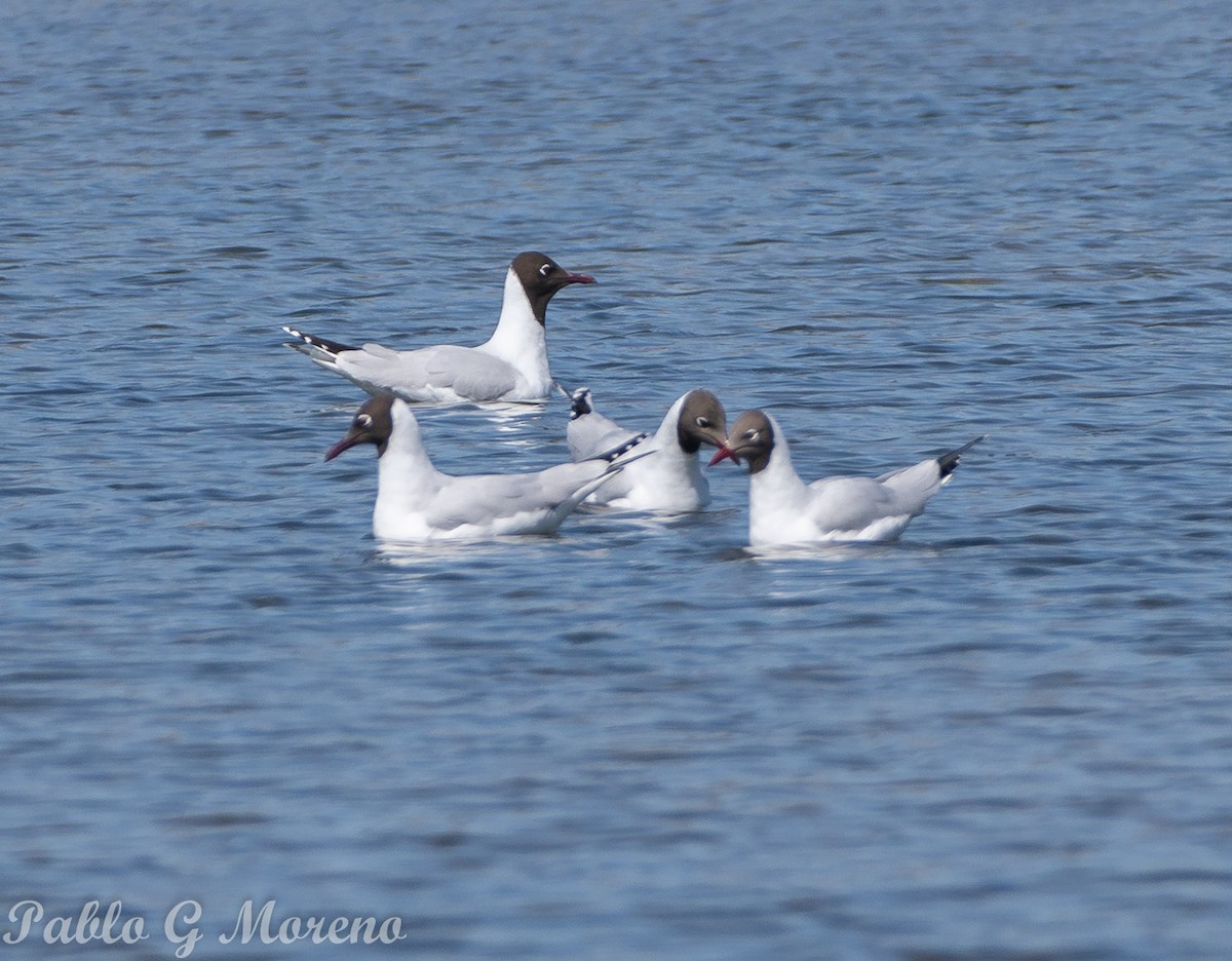 Brown-hooded Gull - ML623831278