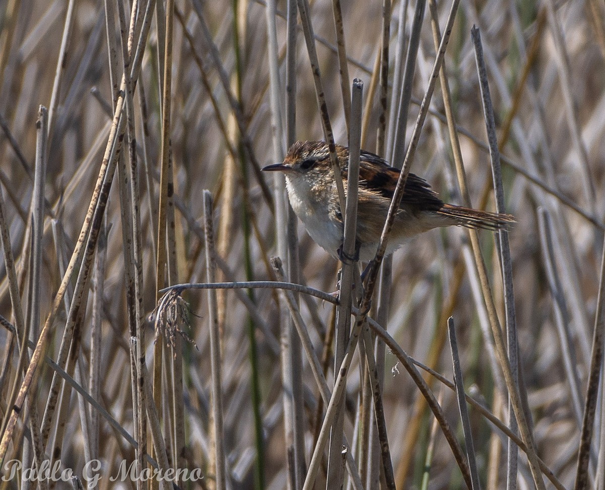 Wren-like Rushbird - ML623831286