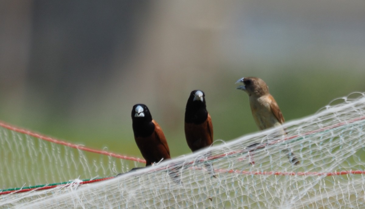 Chestnut Munia - Bahtiyar Kurt