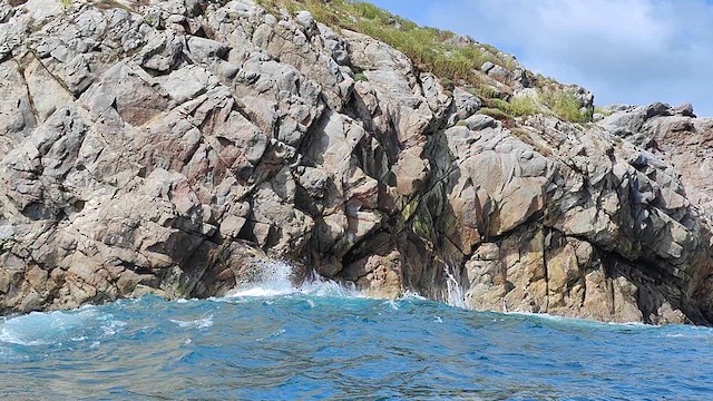 Roseate Tern - ML623831340