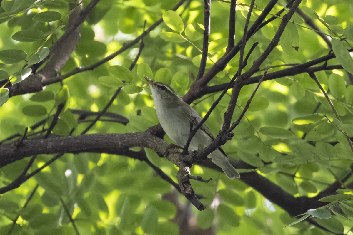 Arctic Warbler - ML623831348